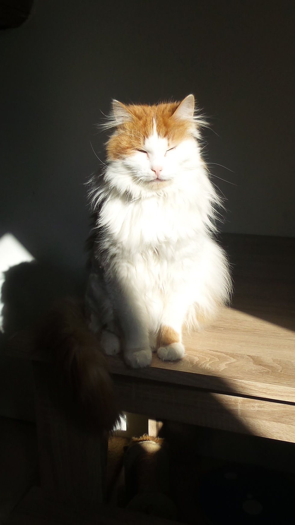 Bobby beim Sonnen :-D