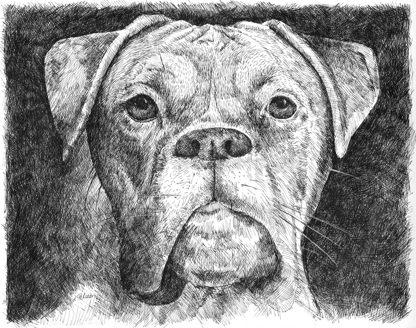 Print of Drawing Boxer