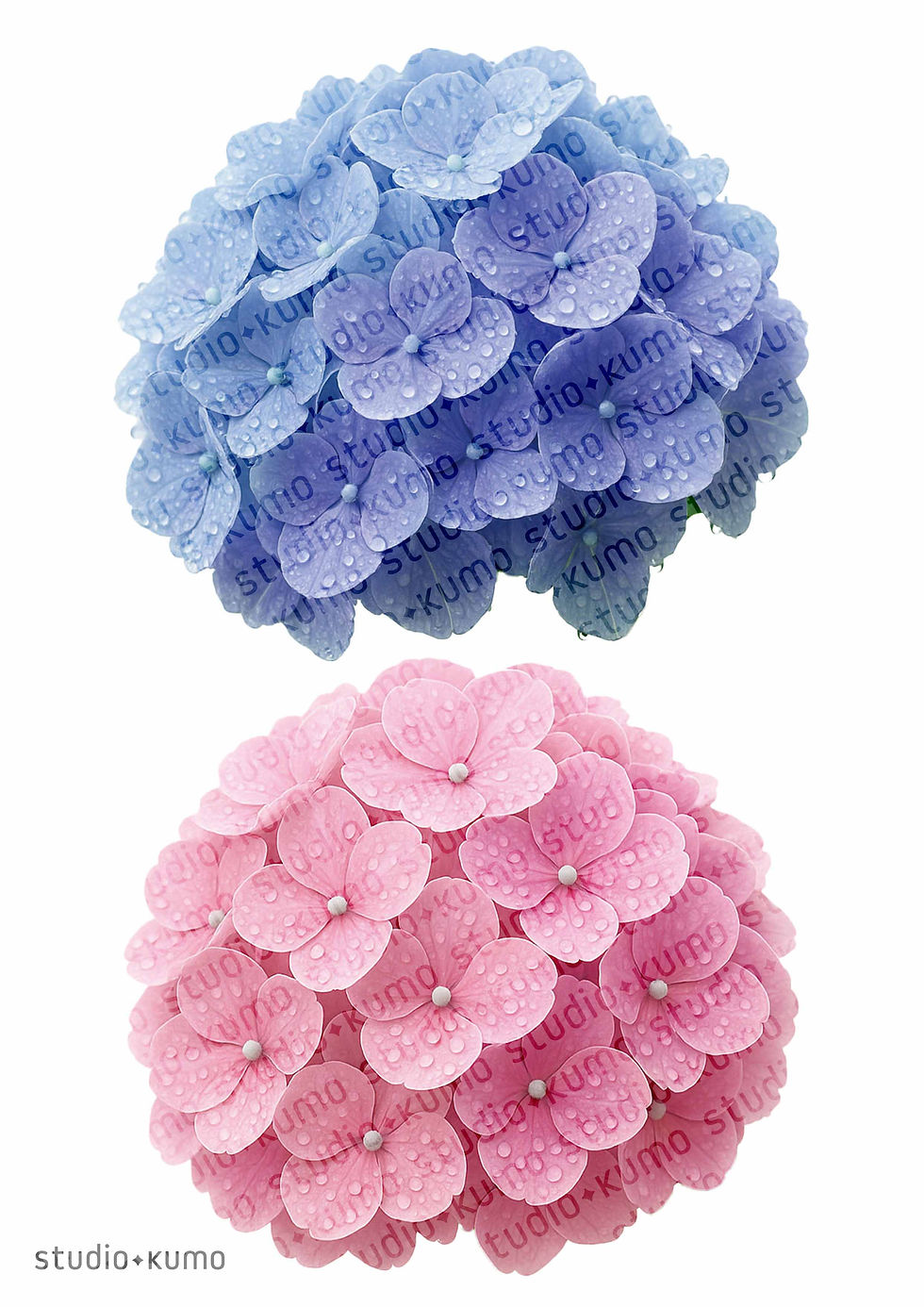 紙のあじさい ピンクとブルーの紫陽花イラスト