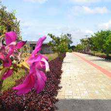 flower bg road.jpeg