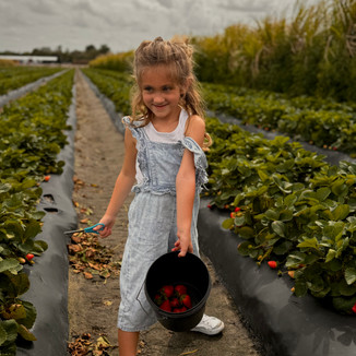 Little girl in a garden picking fresh strawberries and putting into a black bucket