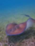 ree