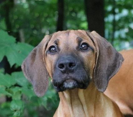 Sky waiting for a snack