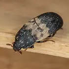 Larder-Beetle-Close-Up.webp