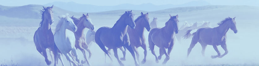 Wild Horses_edited_edited.jpg