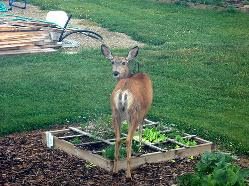 Deer in Garden