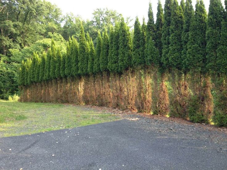 Landscape Damage 6