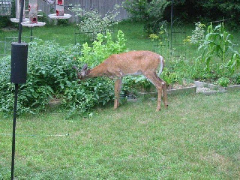 Landscape Damage Garden