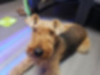 Airedale Terrier Getting Acupuncture in Our Fairfax Office