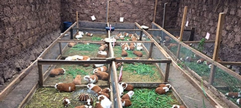 Automated Feeding Systems