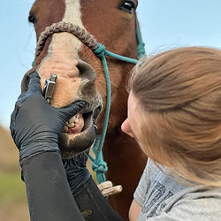 Dental examination for your horse
