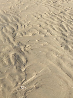 IMG_7552.jpeg