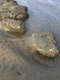 IMG_7596.jpeg