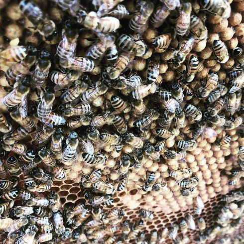 honey bees on brood