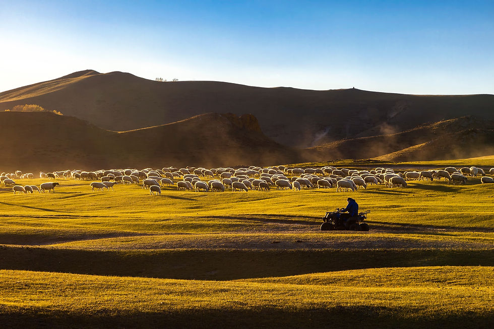 Inner Mongolia (Autumn) 2025