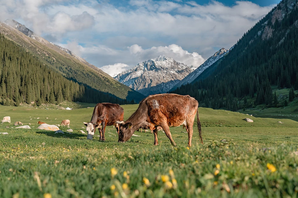 Explore Kazakhstan & Kyrgyzstan (Private by Local guide)