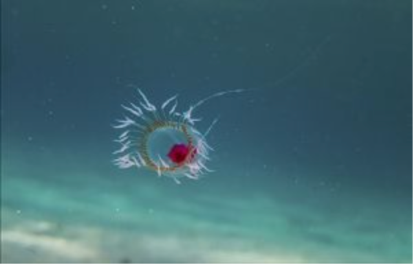 (“Turritopsis dohrnii medusa”: Photograph: Bachware via Wikimedia Commons. CC BY-SA 4.0.)