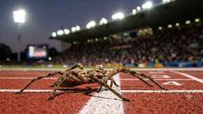 Speedy Spider
