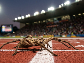 Speedy Spider