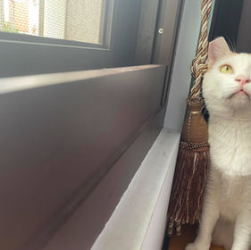 動物溝通最終目標都是在表達愛