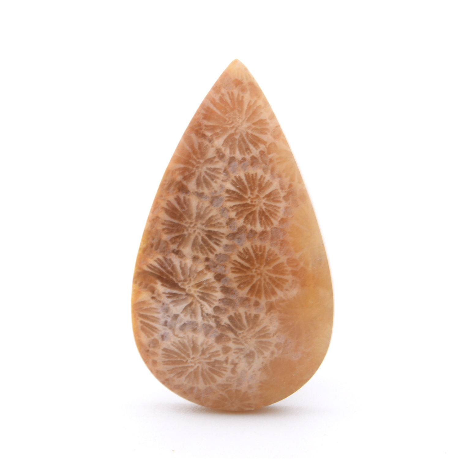 Fossilised Coral Cabochon