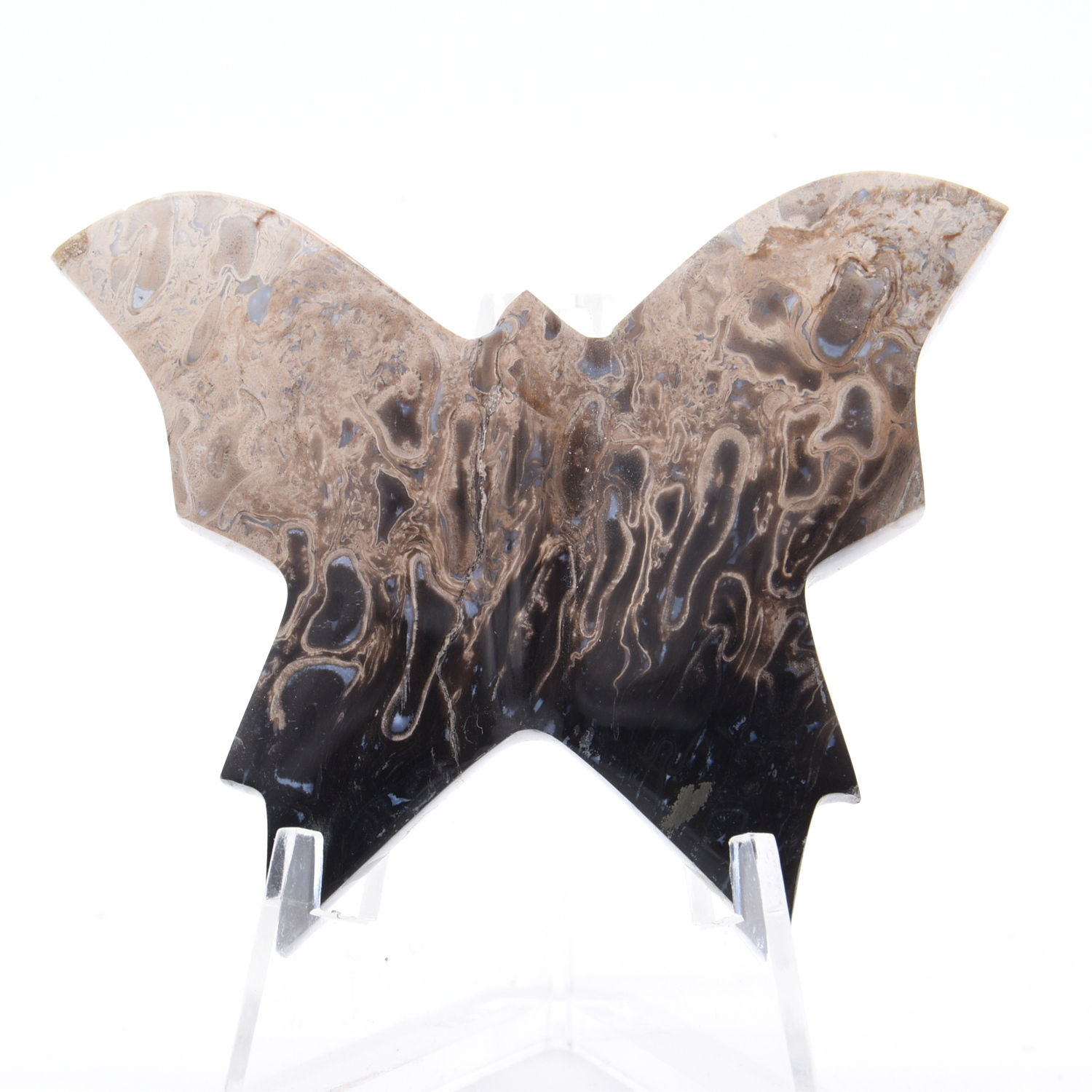 Fossilised Palm Root Butterfly
