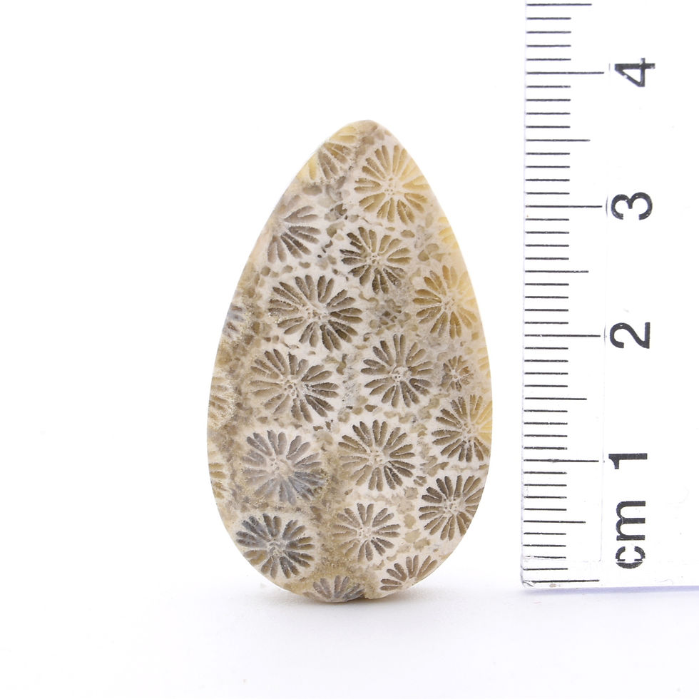Thumbnail: Fossilised Coral Cabochon