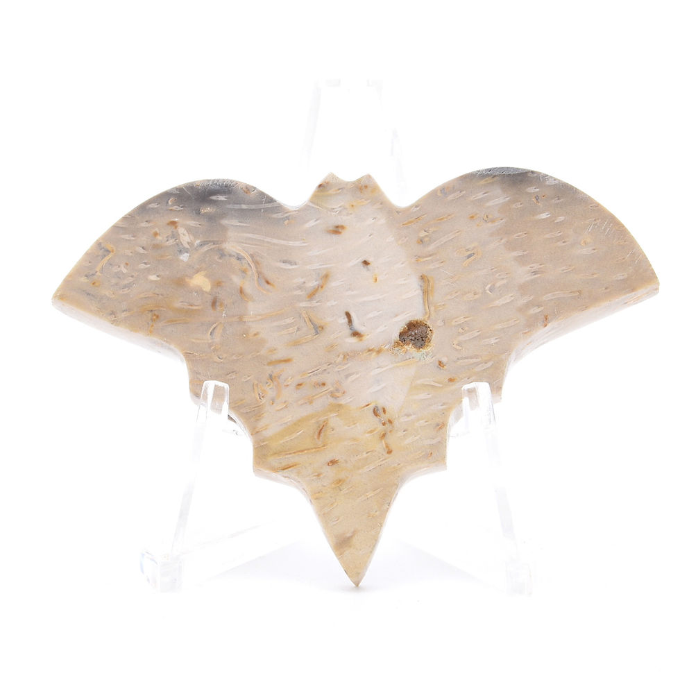 Thumbnail: Fossilised Palm Root Bat