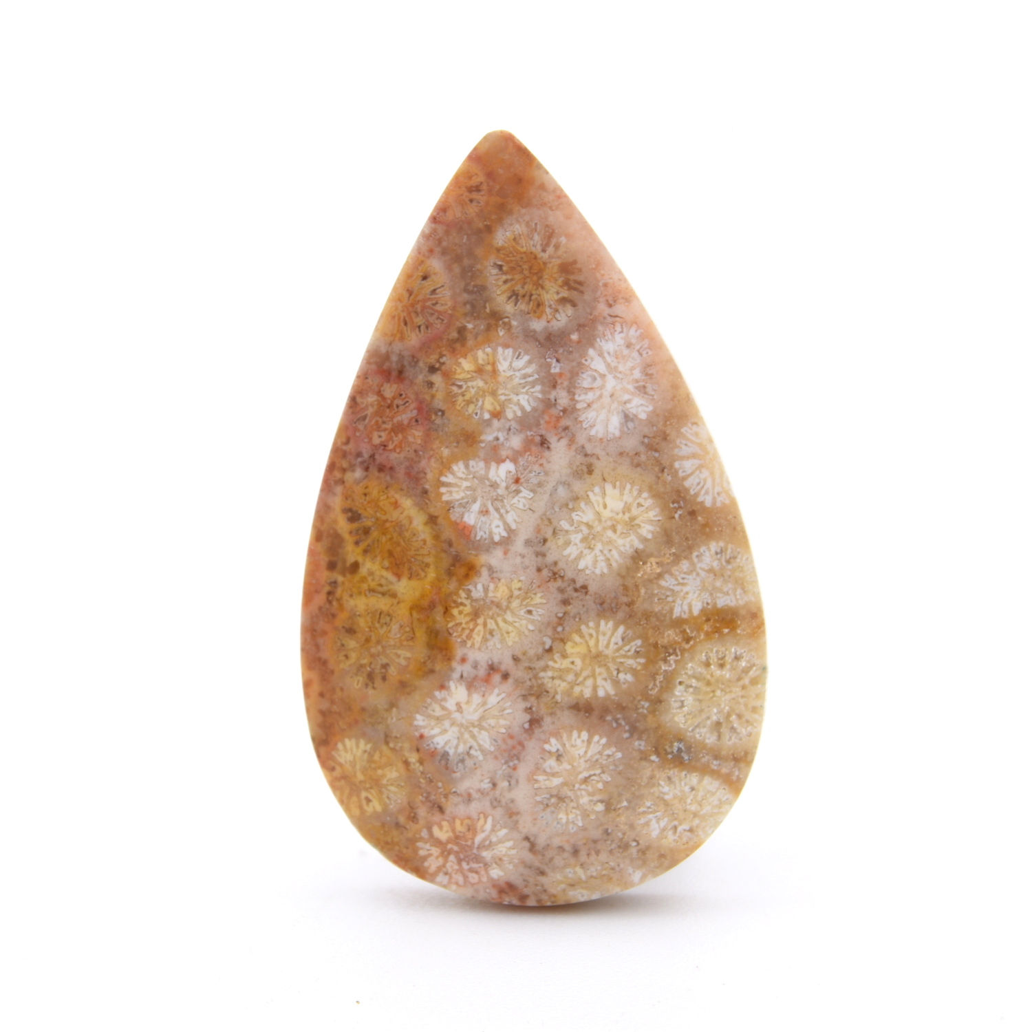 Fossilised Coral Cabochon