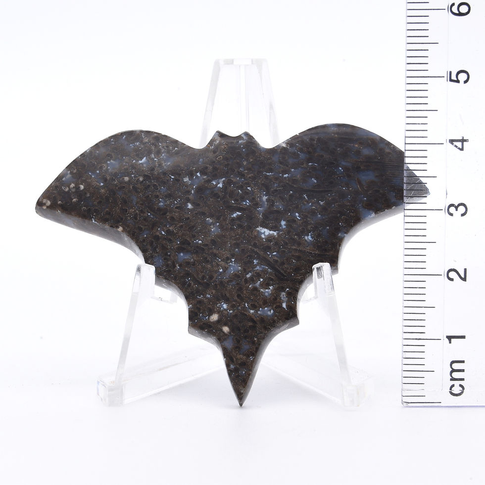 Thumbnail: Fossilised Palm Root Bat