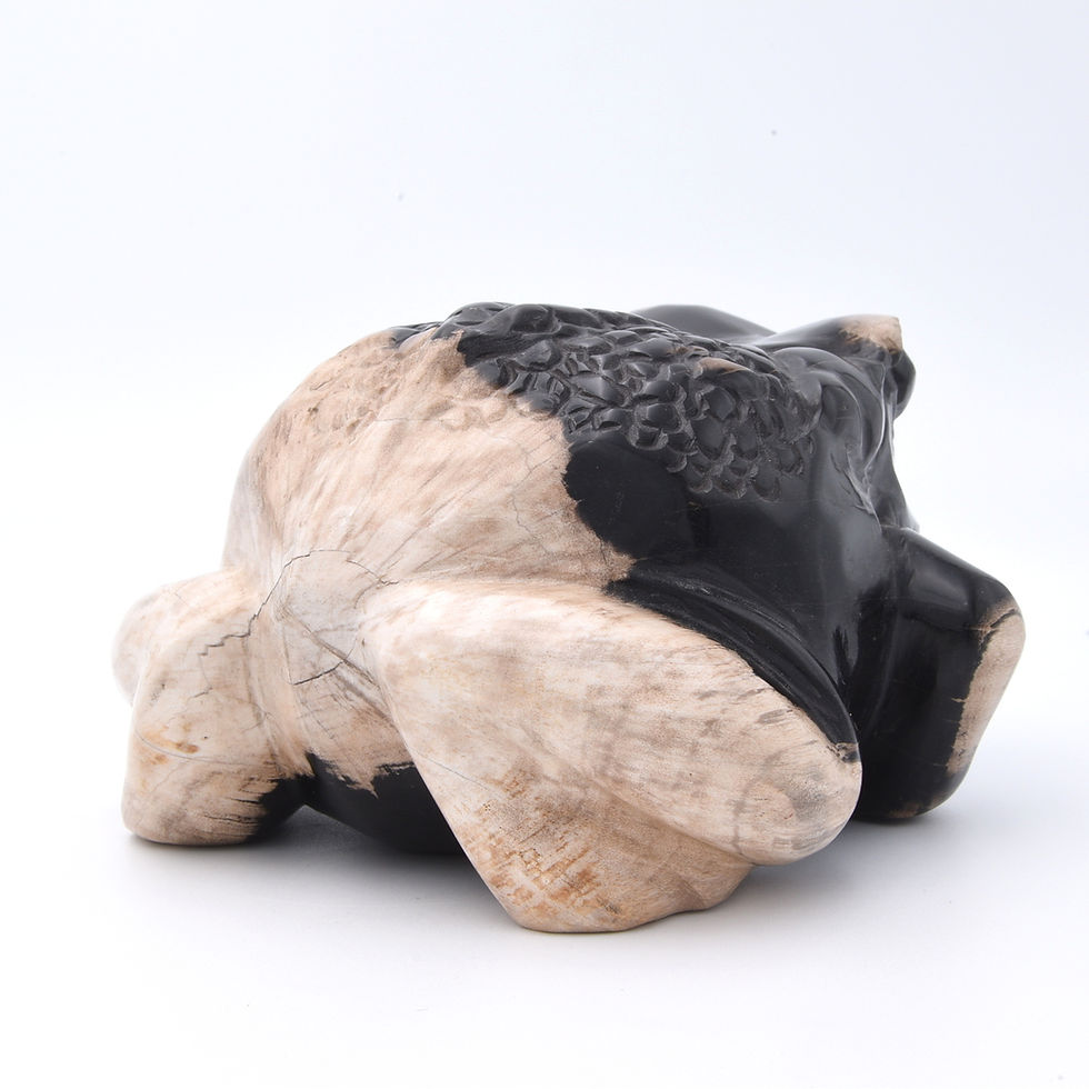 Thumbnail: Fossilised Wood Frog