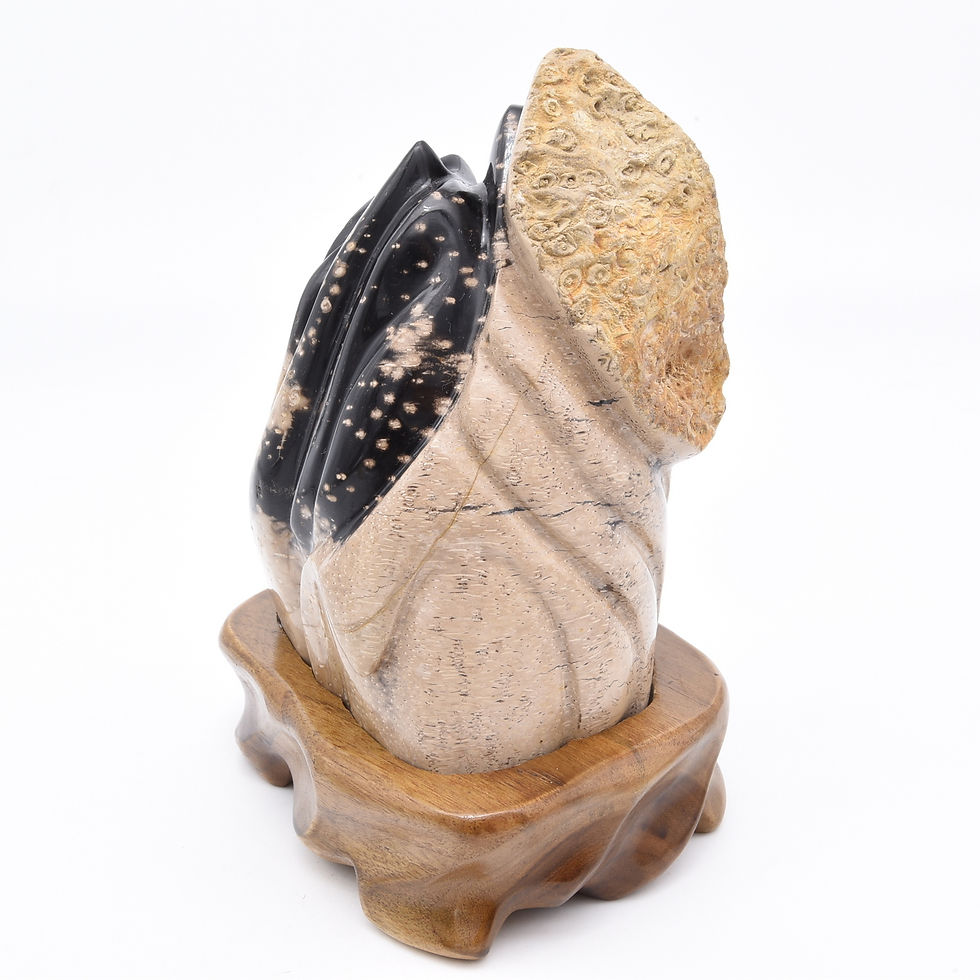 Thumbnail: Fossilised Palm Root Freeform
