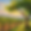 Vineyard and tree.png