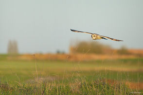 Le Hibou des marais sur la plateforme de l'aérodrome