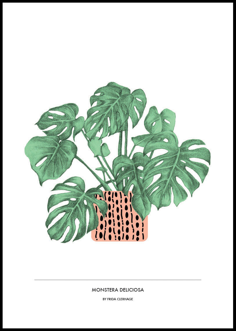 Monstera Delicioca