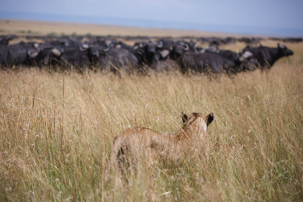 Lioness in tall savanna grass watches a herd of buffalo in the distance under a clear sky.