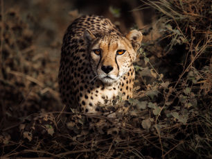 The Honest Beginner Wildlife Photography Kit I Would Buy Today If I Was Starting Over