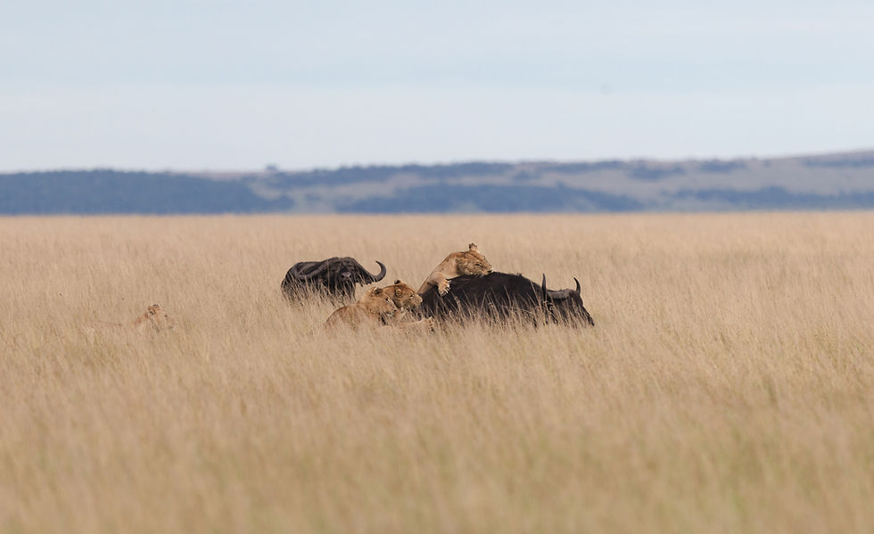 Why Predators Fail Most of Their Hunts And What That Means for Your Photography