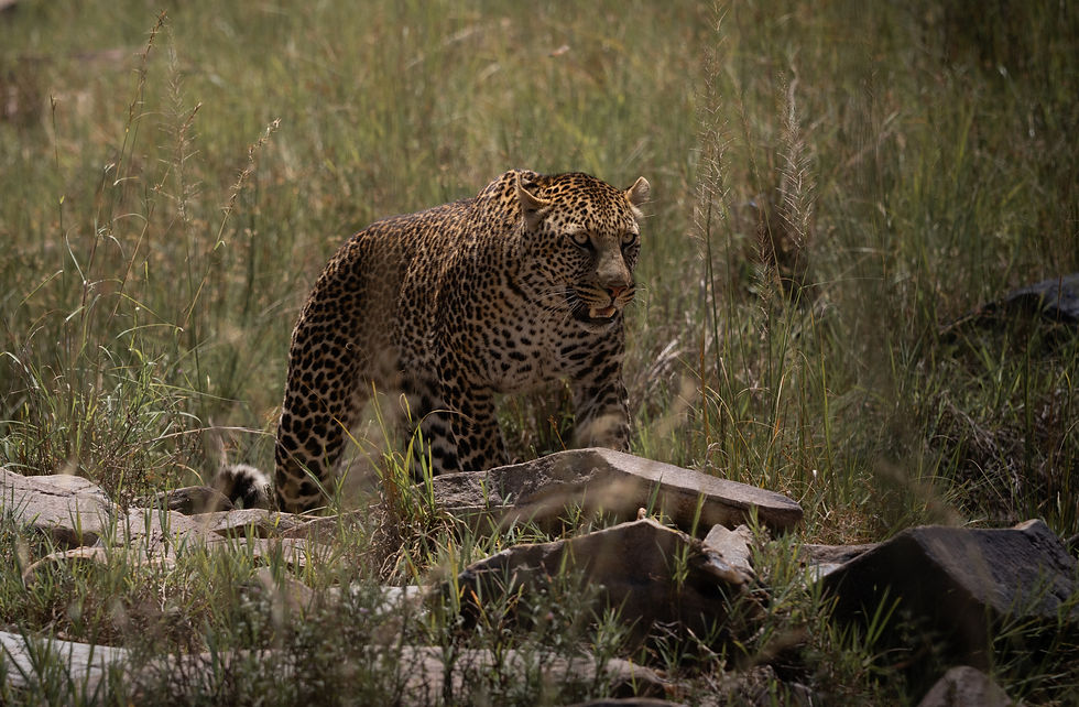 Reading a Leopard: The Body Cues That Tell You a Stalk Is About to Begin