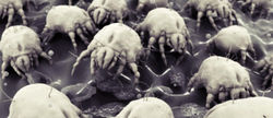 Dust-mites-1030x448.jpg