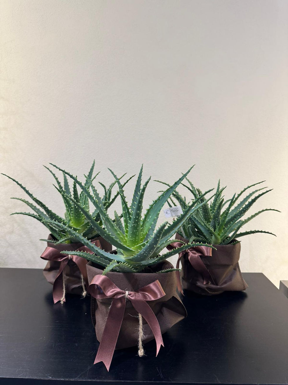 Pianta di Aloe Vera