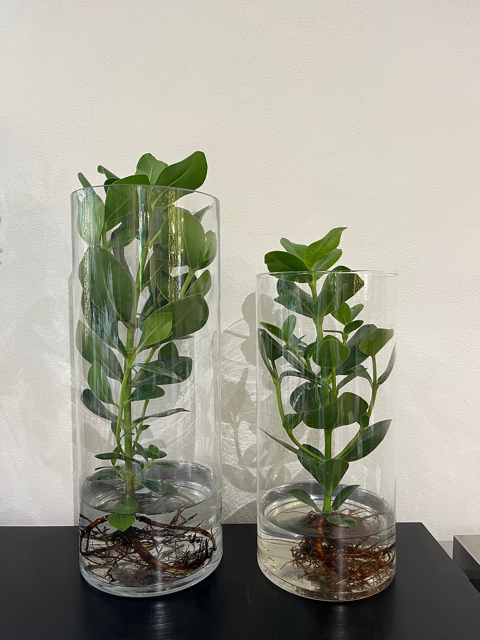 Clusia in cilindro in vetro