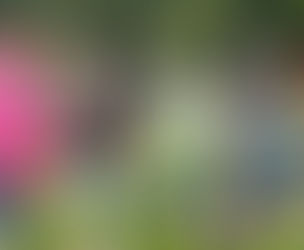 Christmas Season and NY Plans