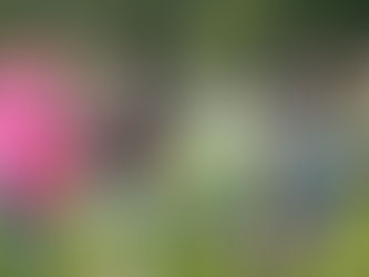 Christmas Season and NY Plans