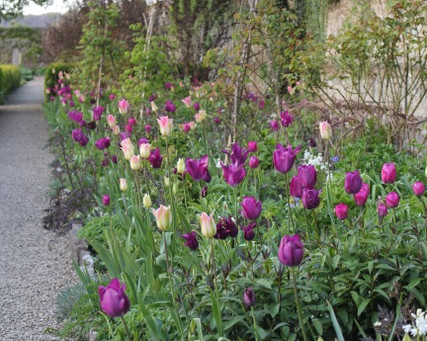 Harbingers of Spring
