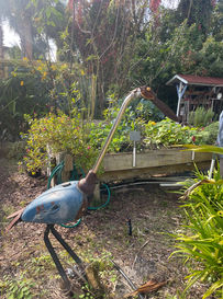 Community garden at Cedar Key