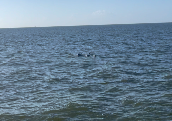 Dolphins swimming on Mobile Bay