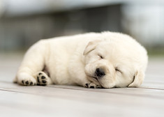 子犬_ゴールデンレトリバー