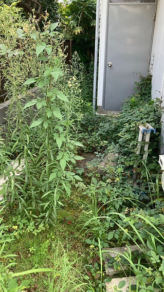 雑草が生い茂った庭の草むしり作業前