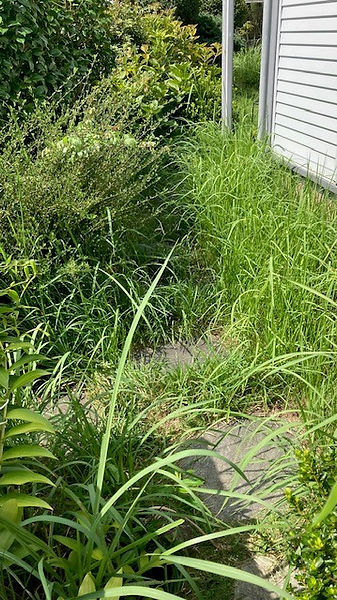 雑草が伸びた庭の草むしり作業前